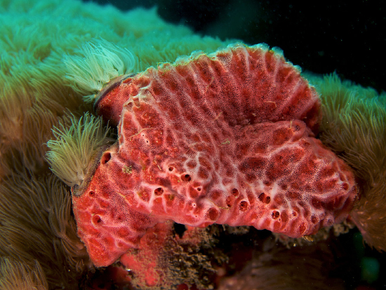  Monanchora arbuscula (Red Lumpy Encrusting Sponge)